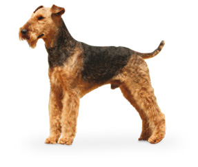 Airedale Terrier