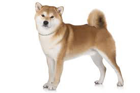 Akita Inu