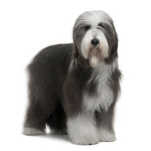 Bearded Collie