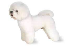 Bichon Frisé