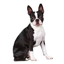 Boston Terrier