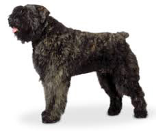 Bouvier Des Flandres