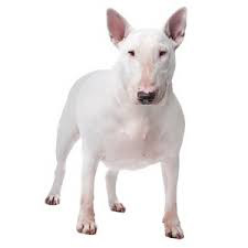 Bull Terrier