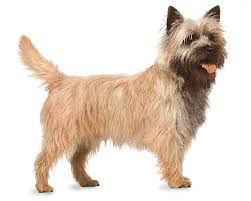 Cairn Terrier