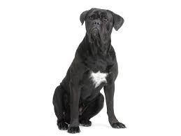 Cane Corso