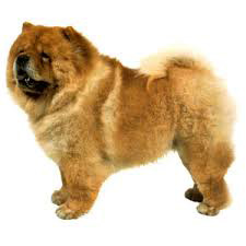 Chowchow