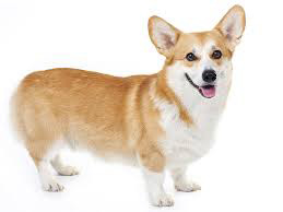 Corgi