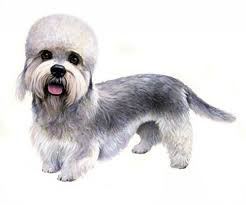 Dandie Dinmont