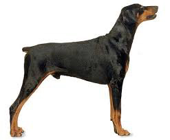 Doberman