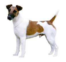 Fox Terrier Poil Court