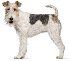 Fox Terrier Poil Dur