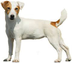 Jack Russel