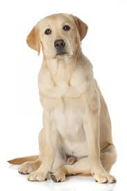 Labrador