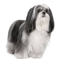 Lhassa Apso