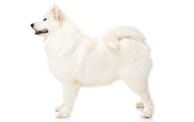 Samoyede