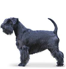 Schnauzer