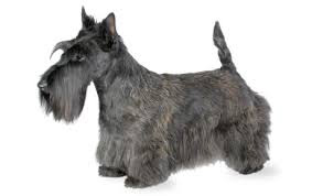 Scottish Terrier