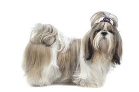 Shih-tzu